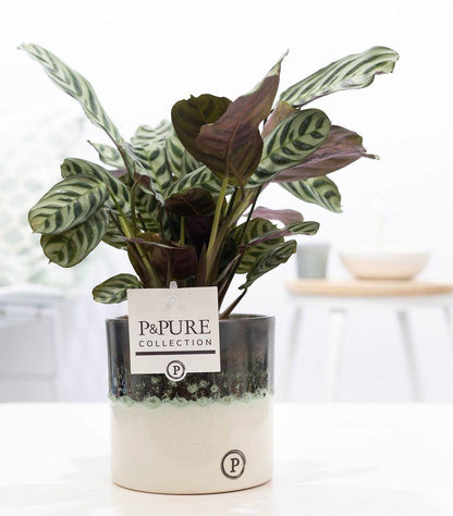 Combi deal - Ctenanthe Burle in pot + Beer Deluxe foam
