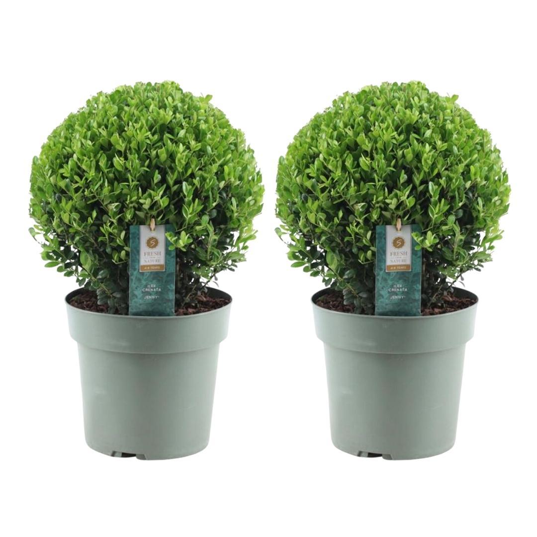 Ilex crenata bol XL - 2 stuks