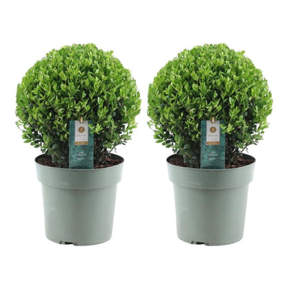 Ilex crenata bol XL - 2 stuks