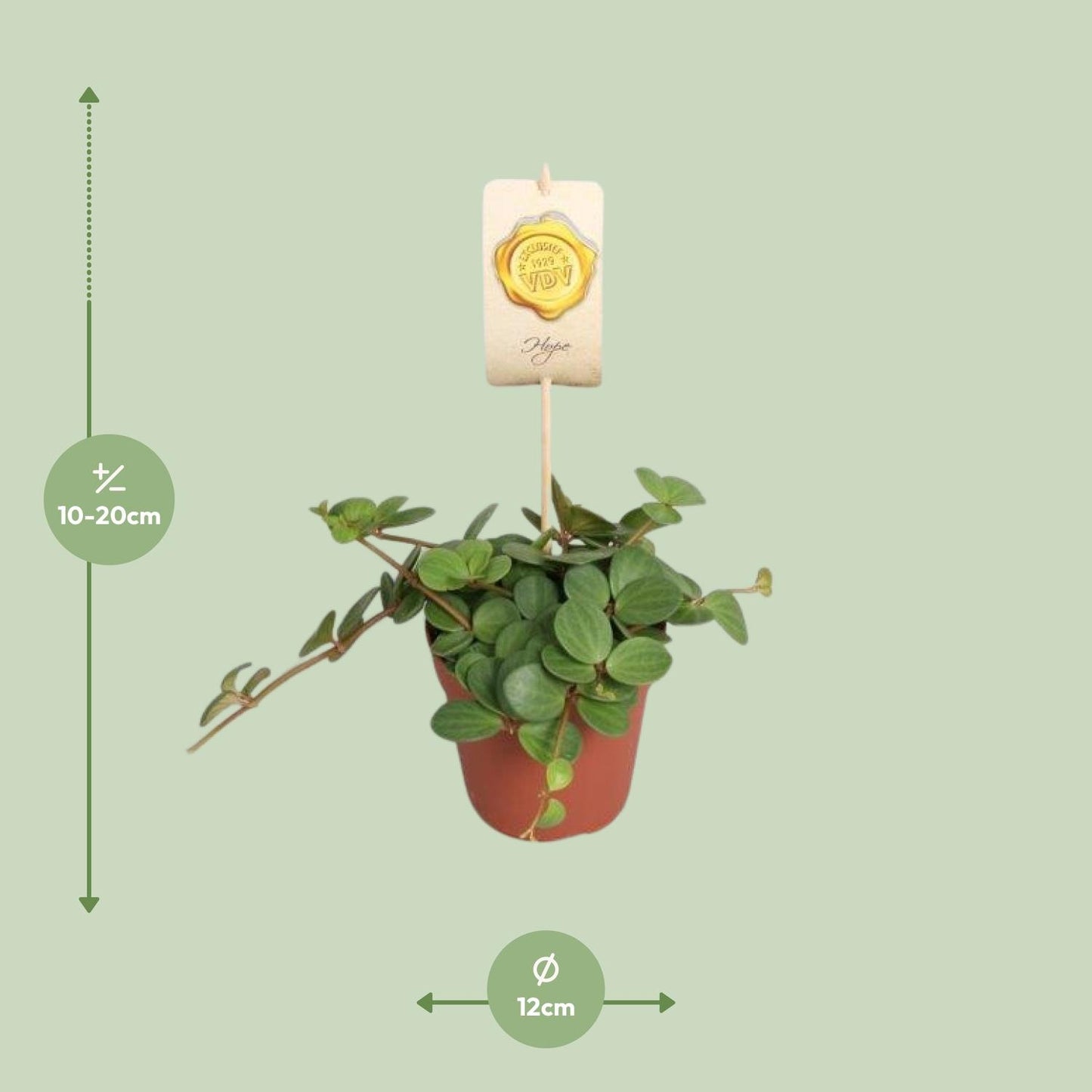 Peperomia Hope - 15 cm
