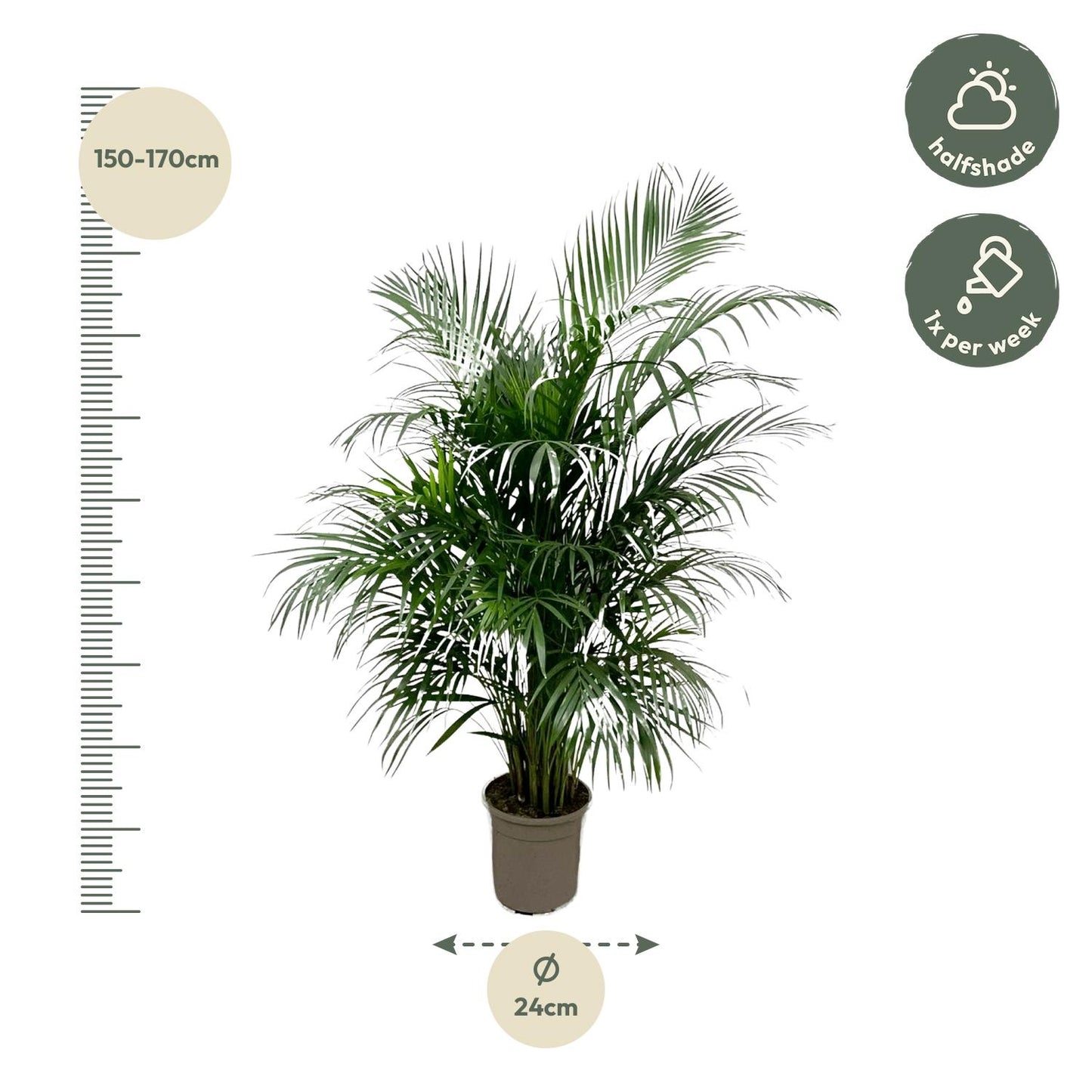 Areca palm - 150 cm