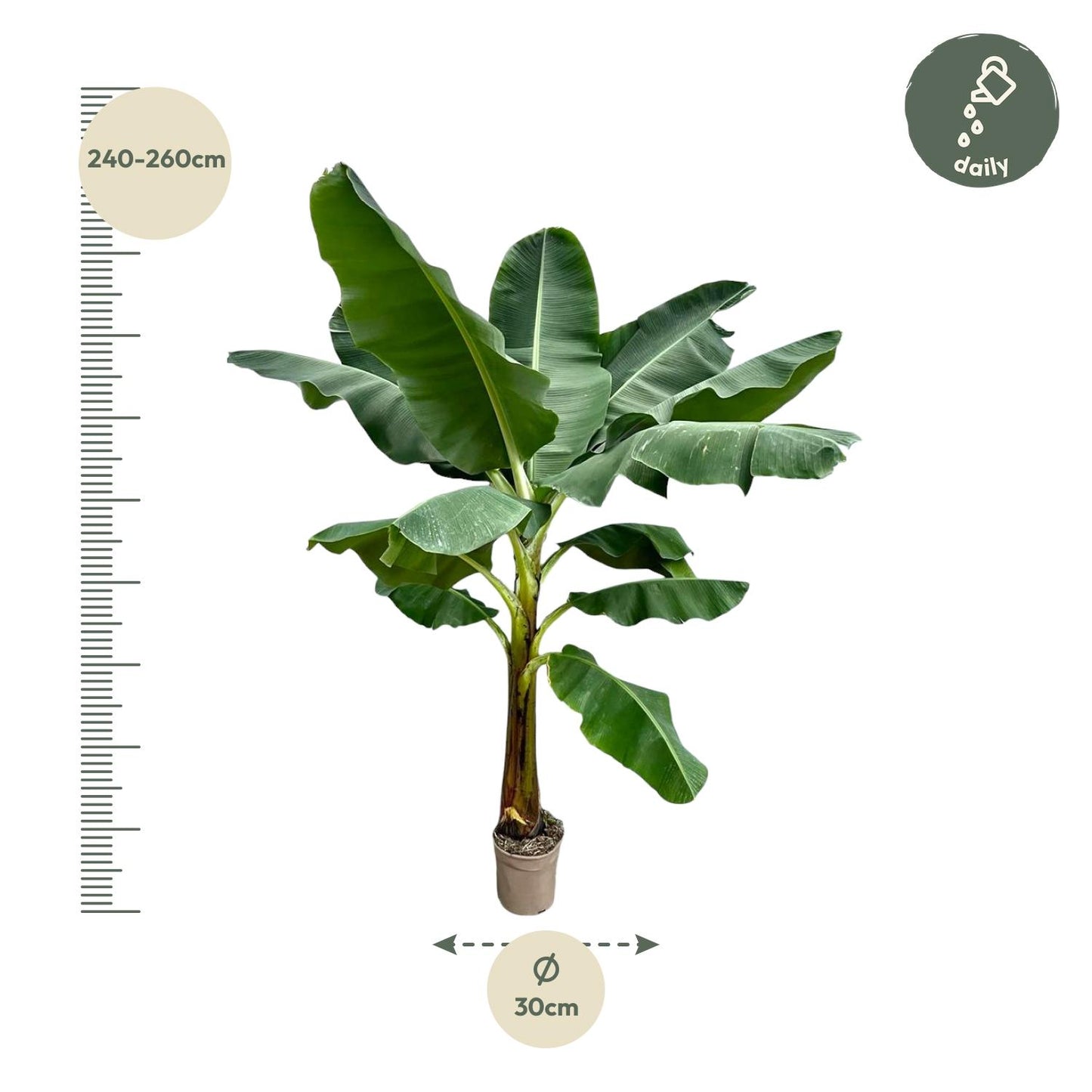 Bananenplant - 250 cm