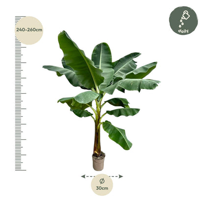 Bananenplant - 250 cm
