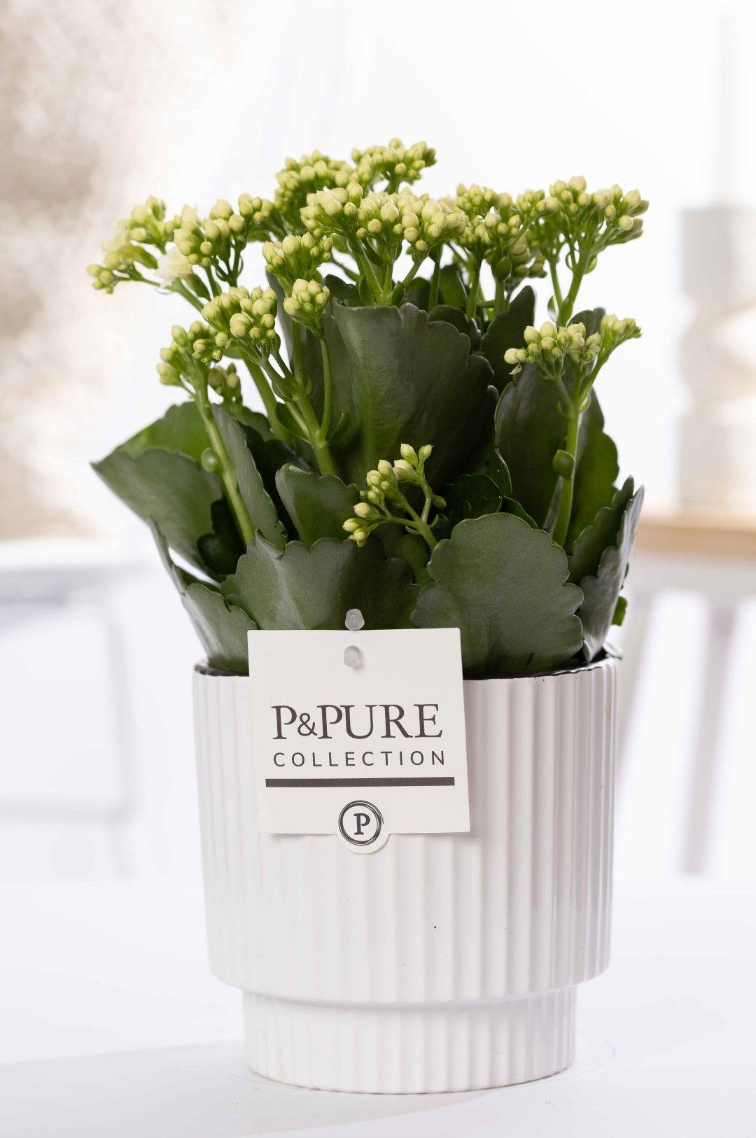 Combi deal - Kalanchoe in pot + Beer Deluxe foam