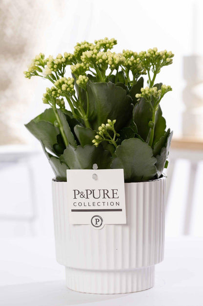 Combi deal - Kalanchoe in pot + Beer Deluxe foam