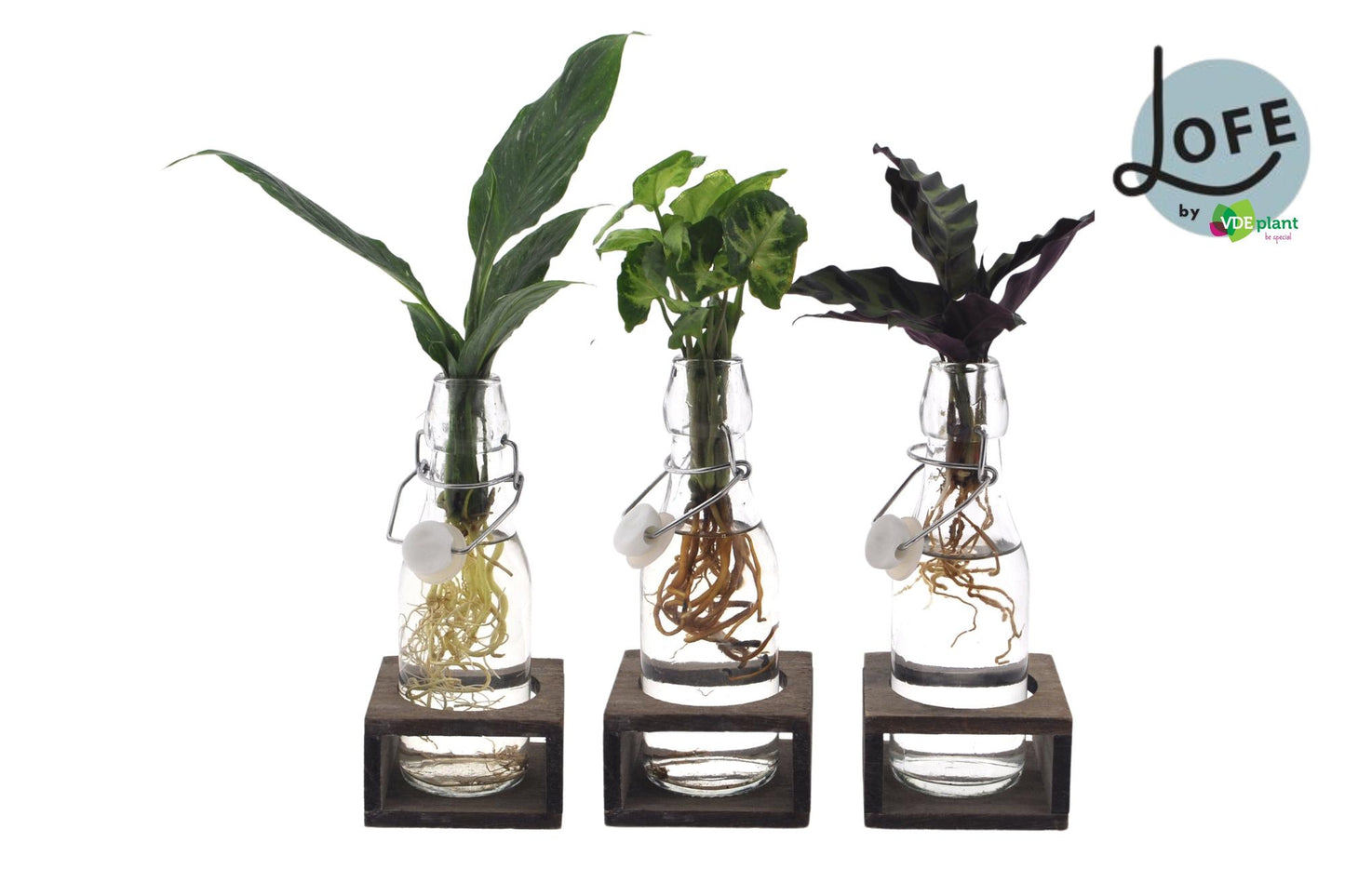 Intenz Groenmix in Glas - 3 stuks