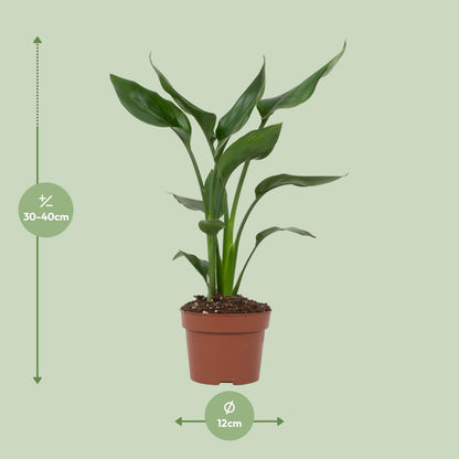 Strelitzia Reginae - 35 cm
