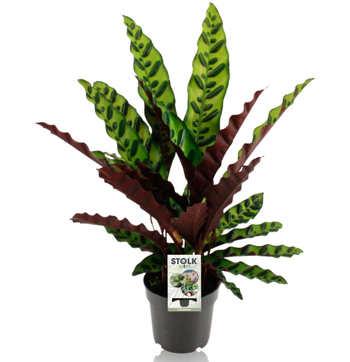 Calathea Lancifolia Insignis - 45 cm