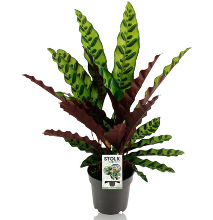Calathea Lancifolia Insignis - 45 cm
