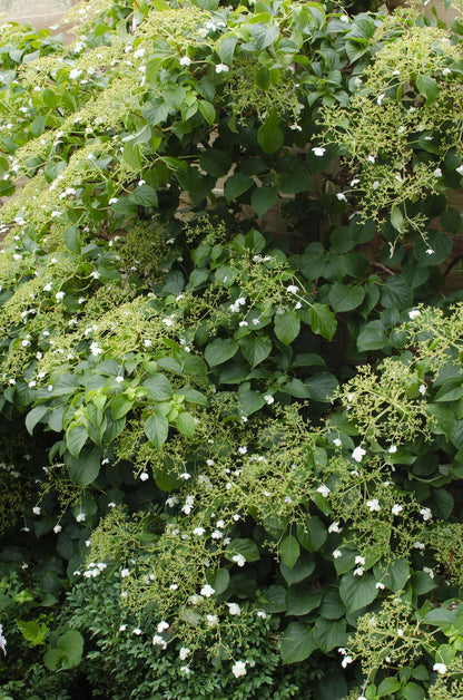 Klimhortensia