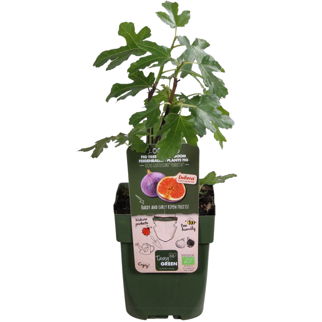 Biologische Vijgenbomen