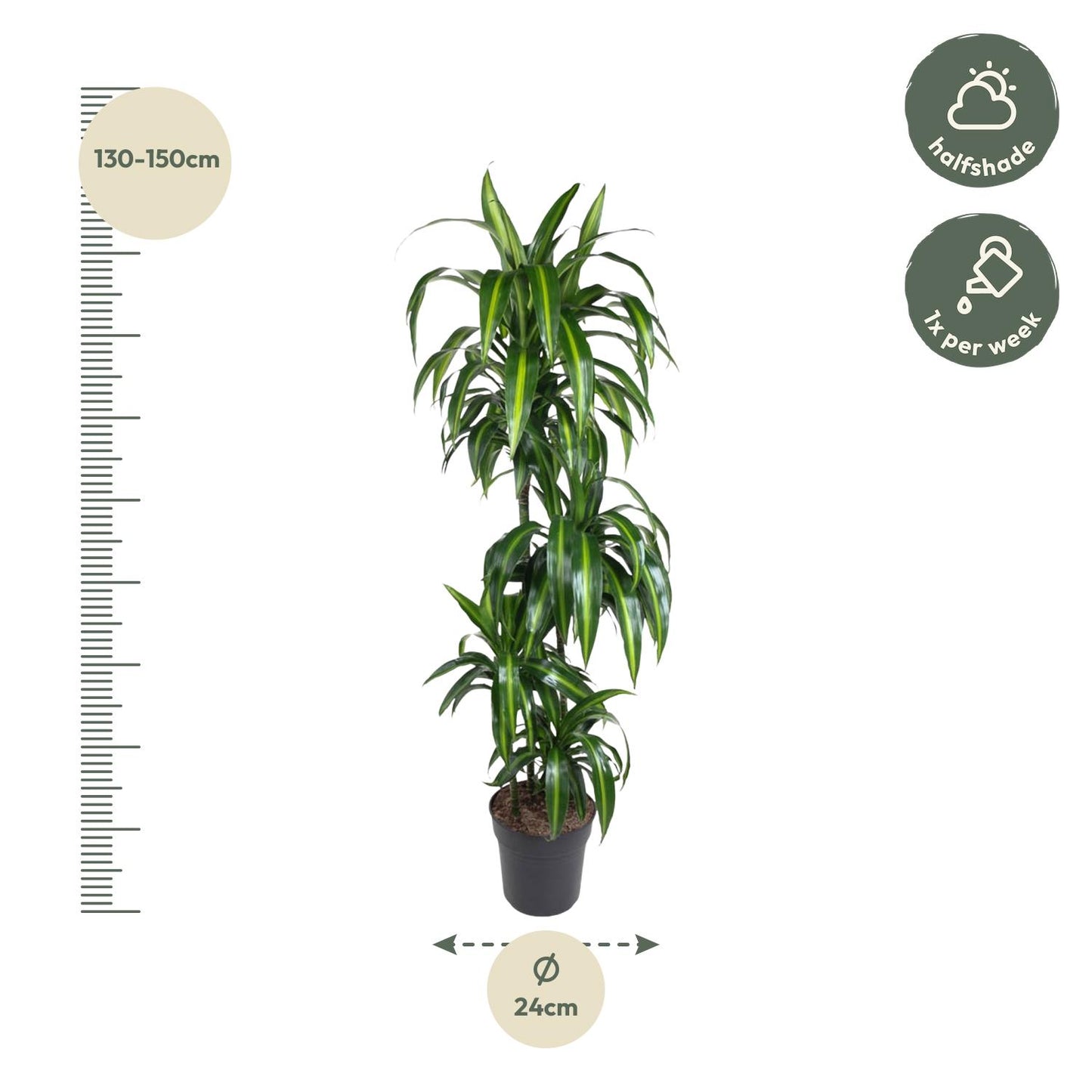 Dracaena Hawaiiana - 180 cm