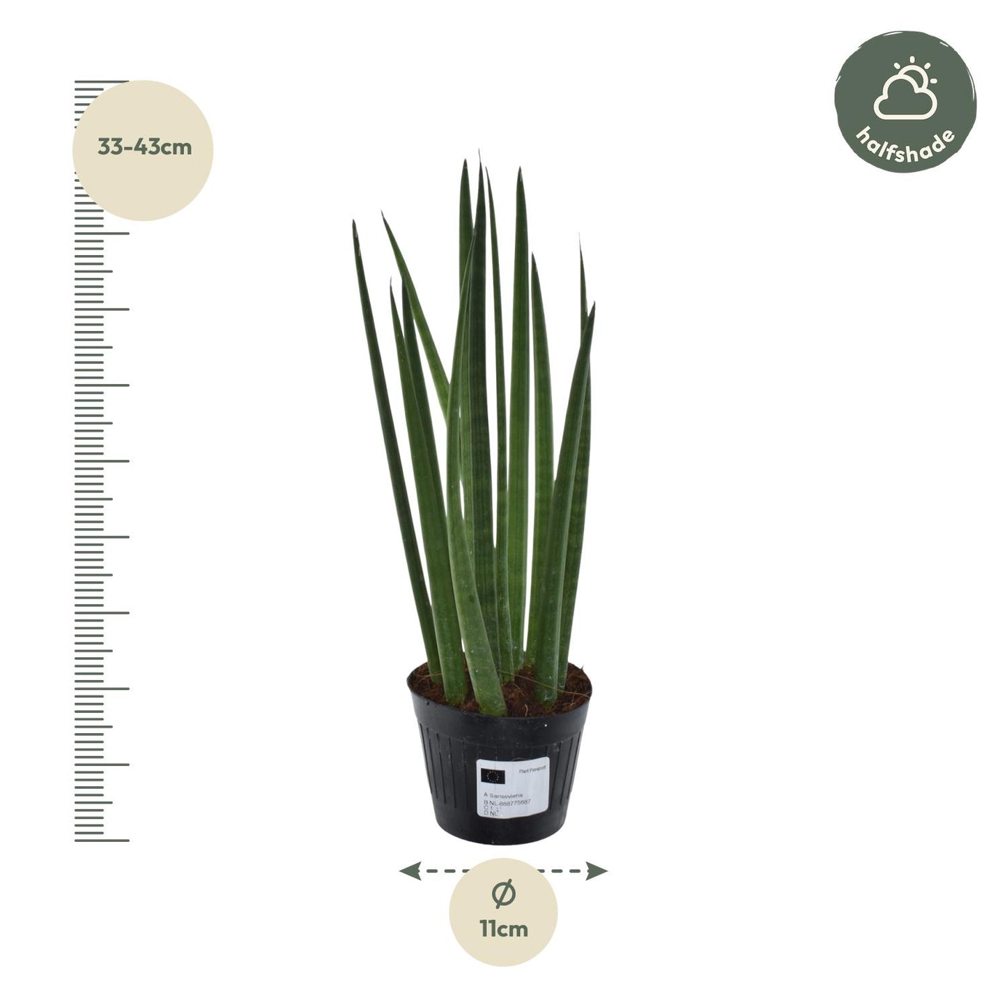 Sansevieria cylindrica Bacularis - 38 cm