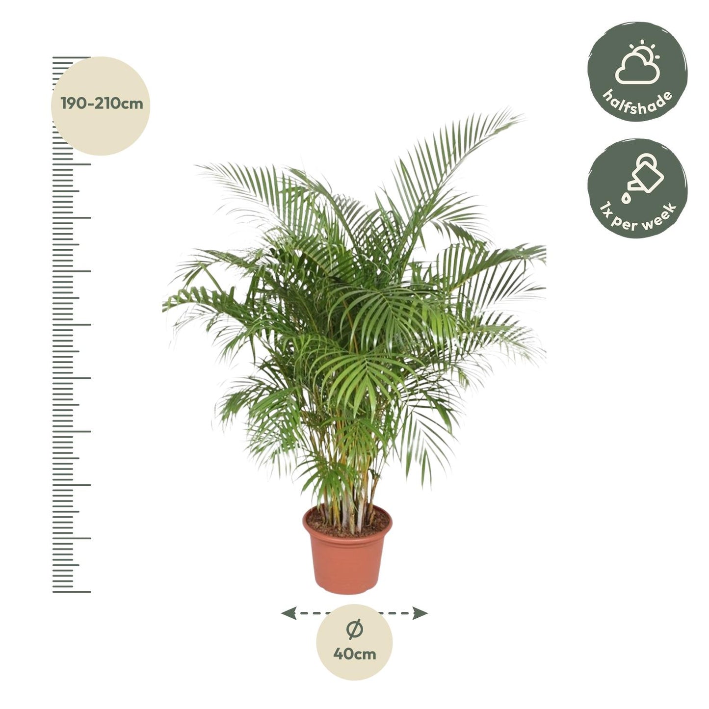 Areca Palm - 200 cm