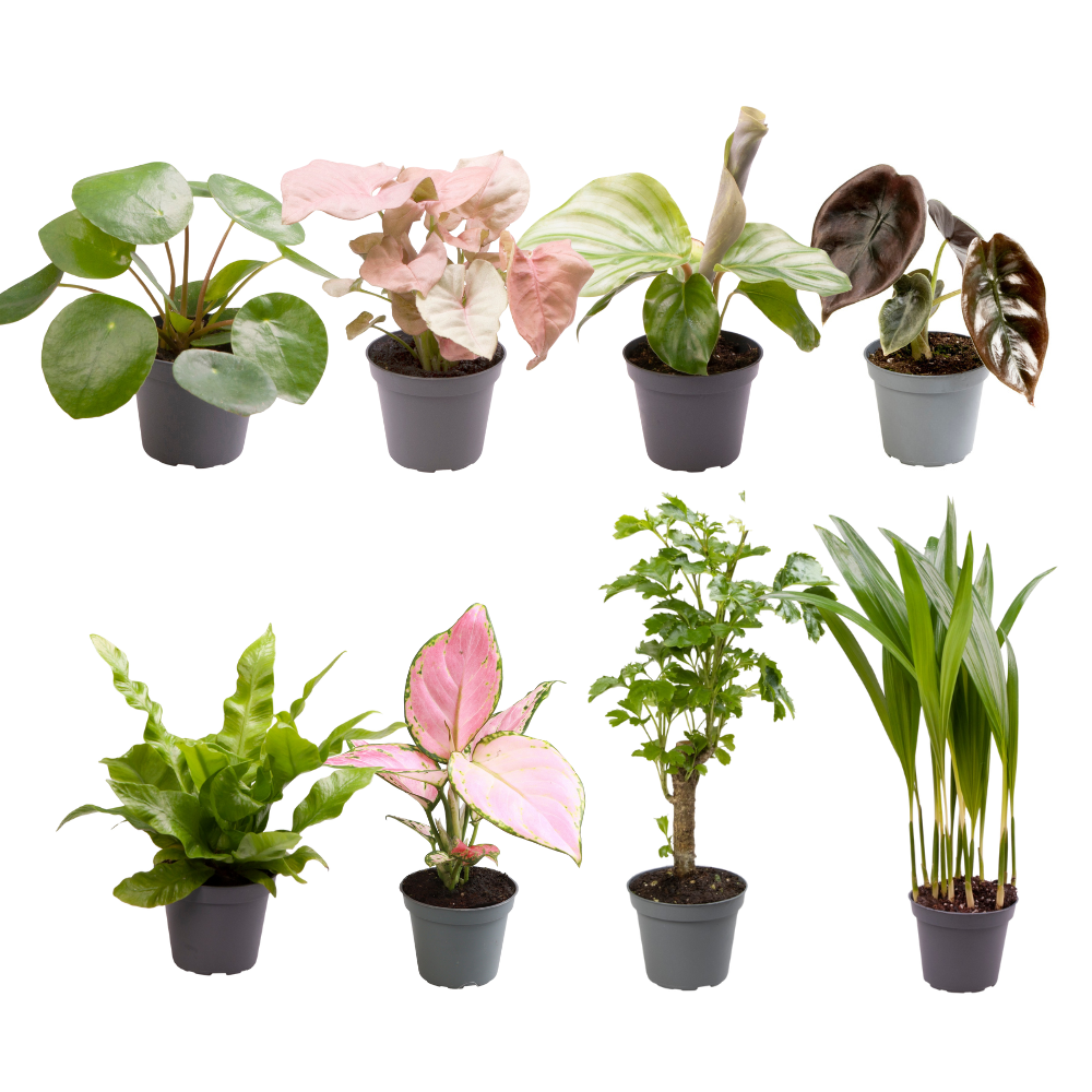 Baby plantjes verrassingsbox (8 stuks)