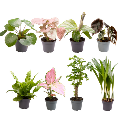 Baby plantjes verrassingsbox (8 stuks)