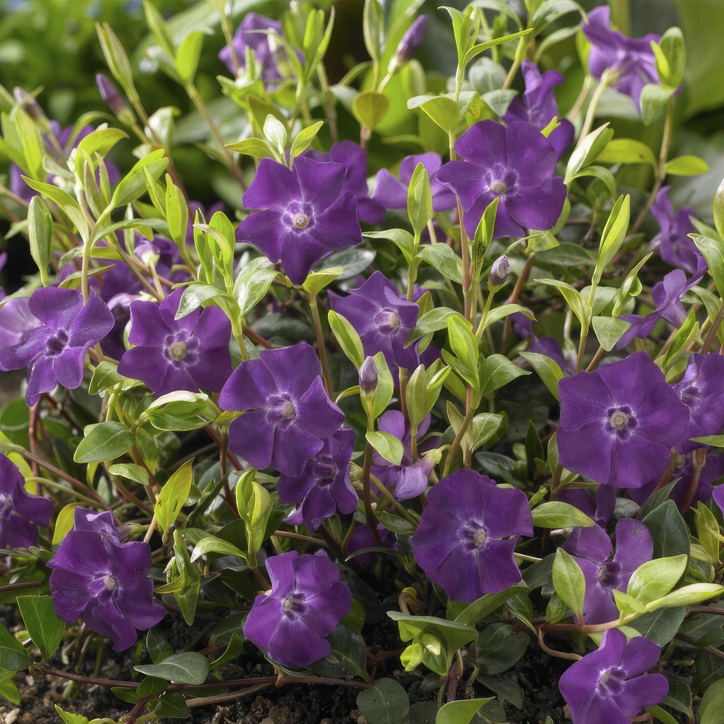 Vinca minor Atropurpurea