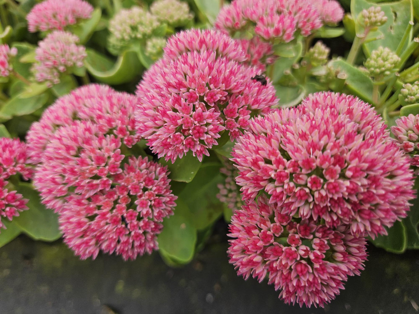 Sedum Herbstfreude