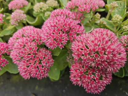 Sedum Herbstfreude