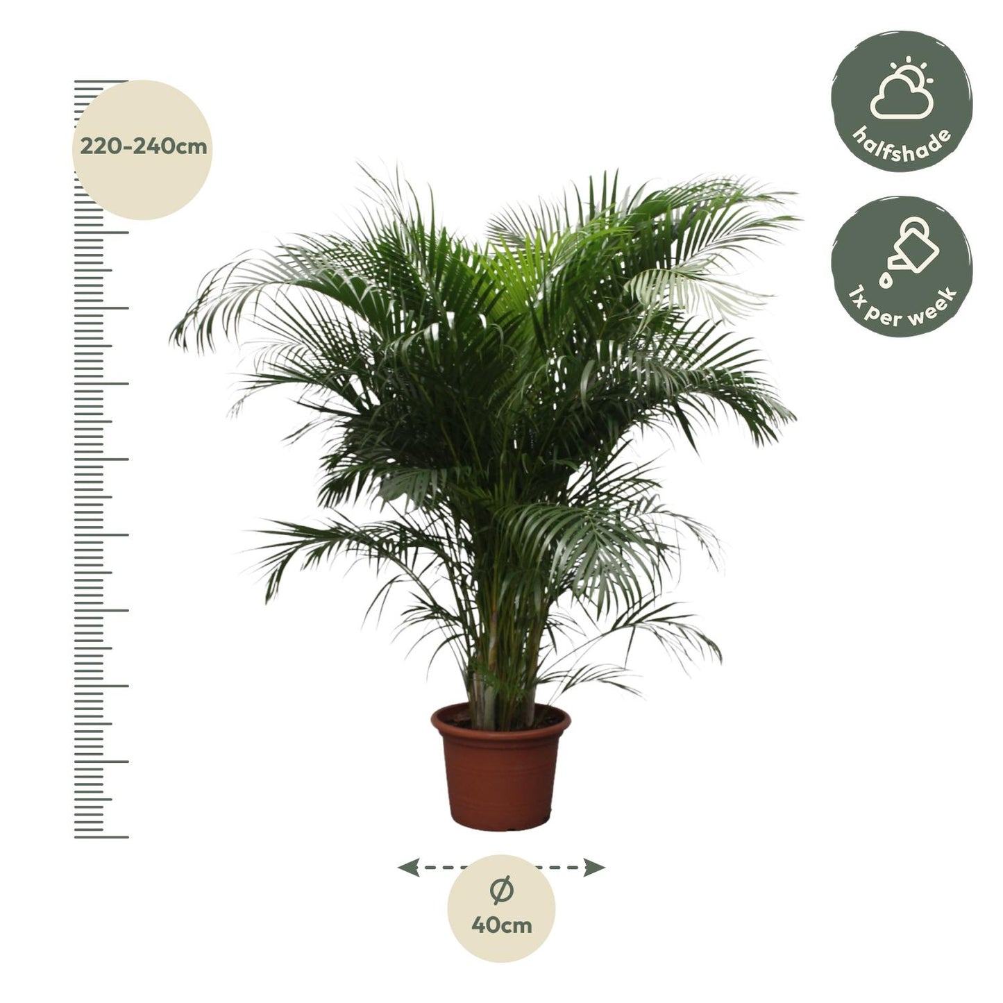 Areca Palm - 230 cm