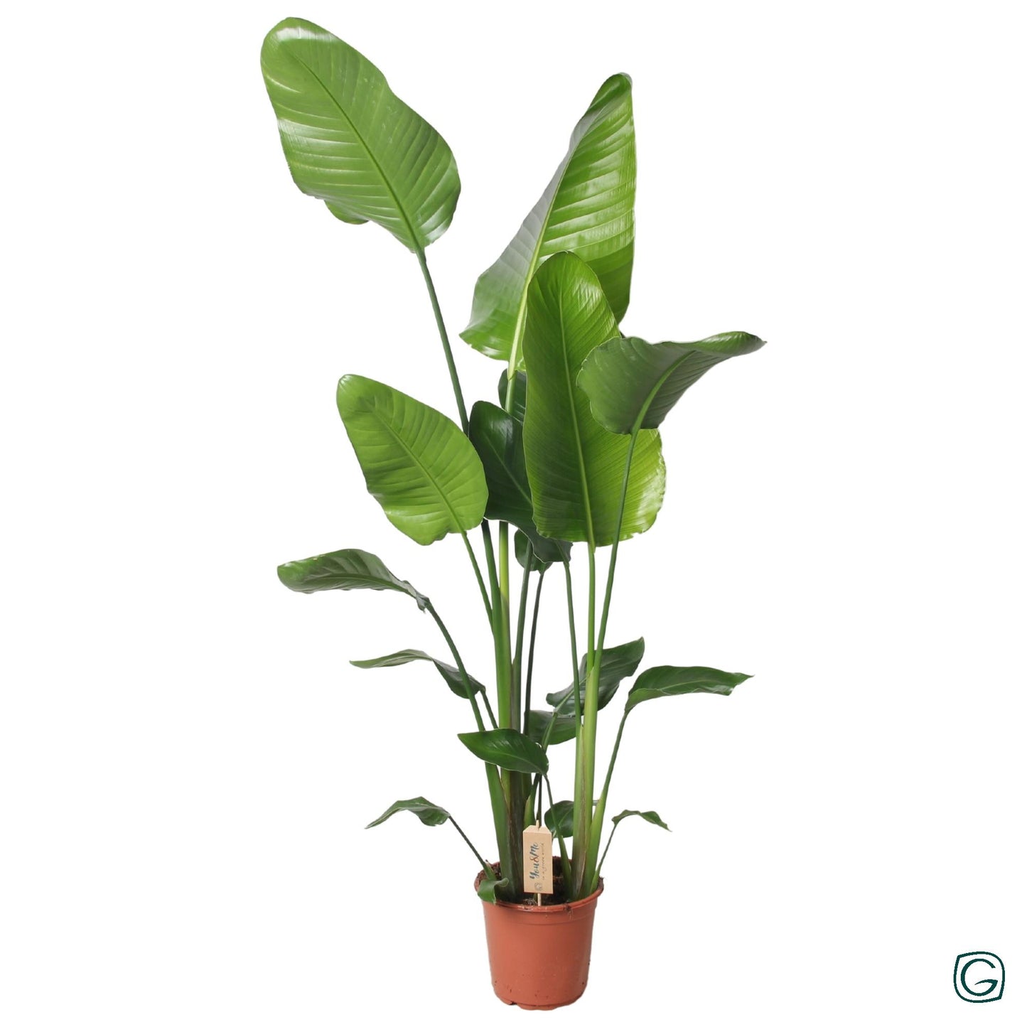 Strelitzia Nicolai - 130 cm