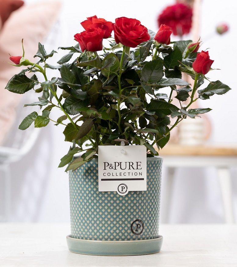 Rosa Red In P&PURE Lauren pot