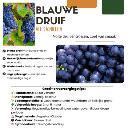 Biologische Fruitplanten (5 stuks)