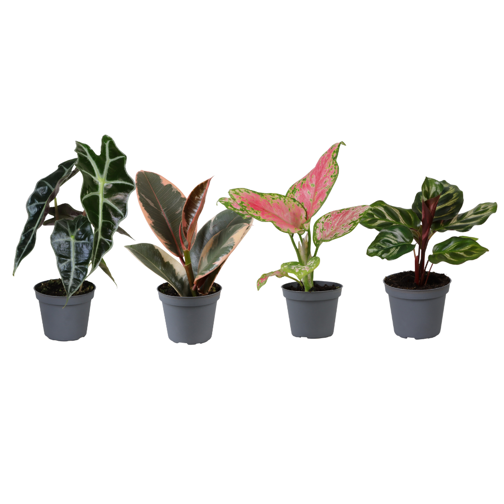 Baby plantjes verrassingsbox (4 stuks)