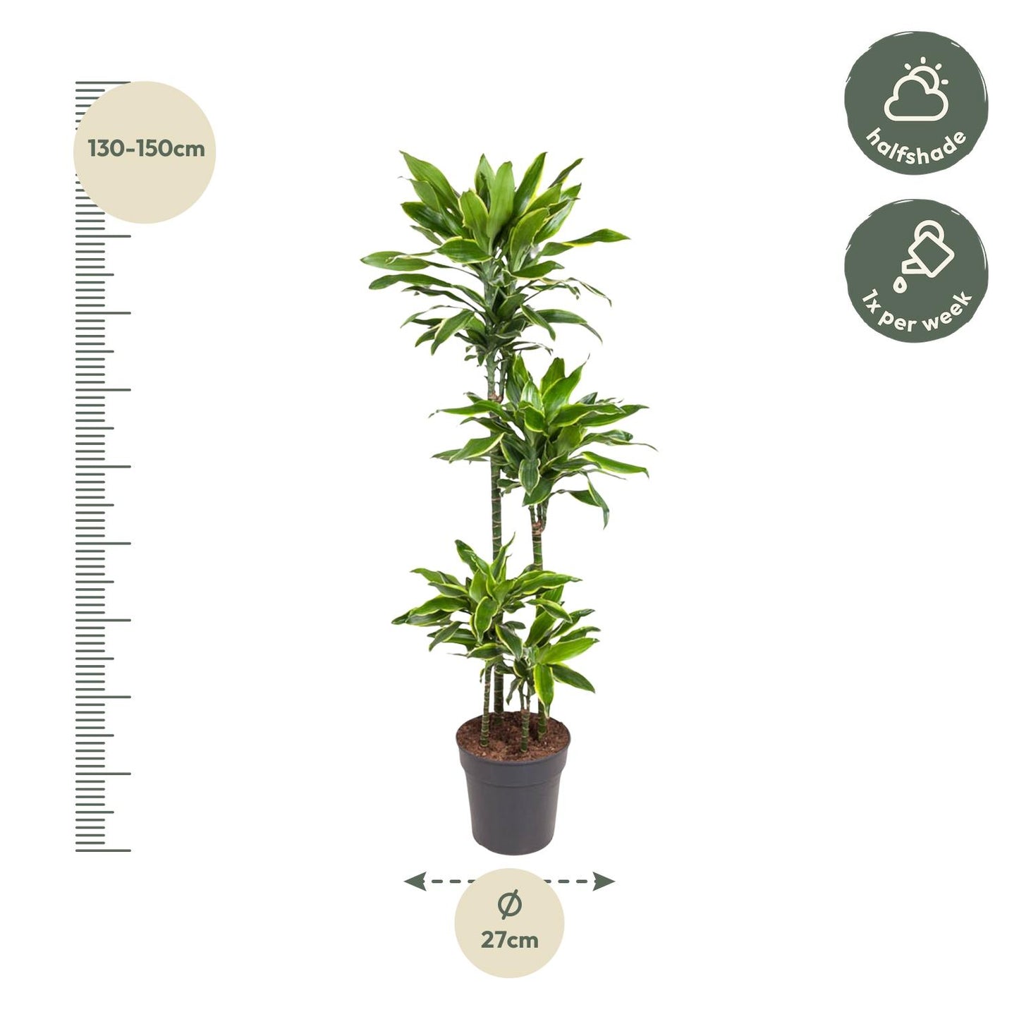 Dracaena Golden Coast - 140 cm