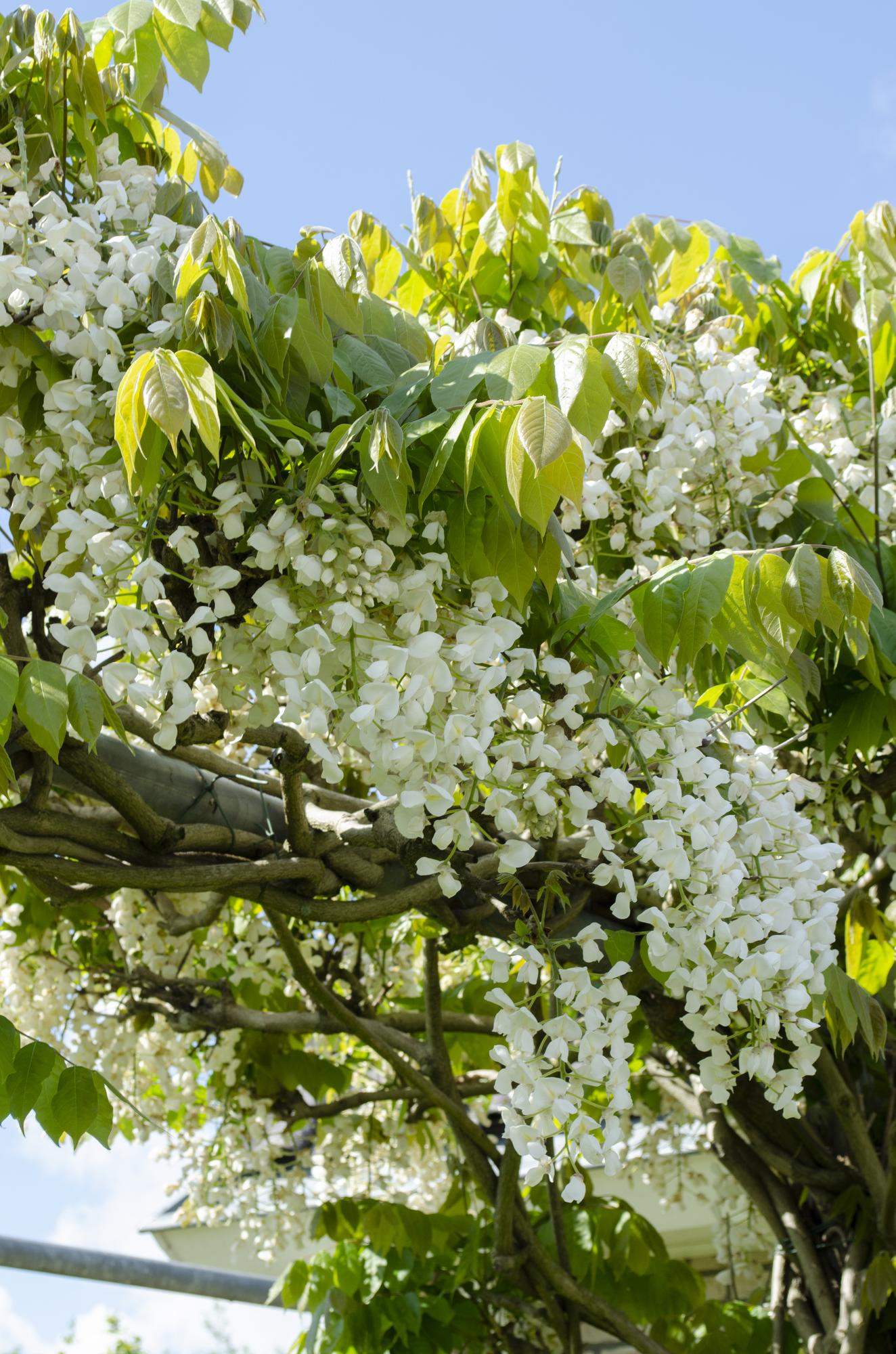 Wisteria floribunda Wit (2 stuks)