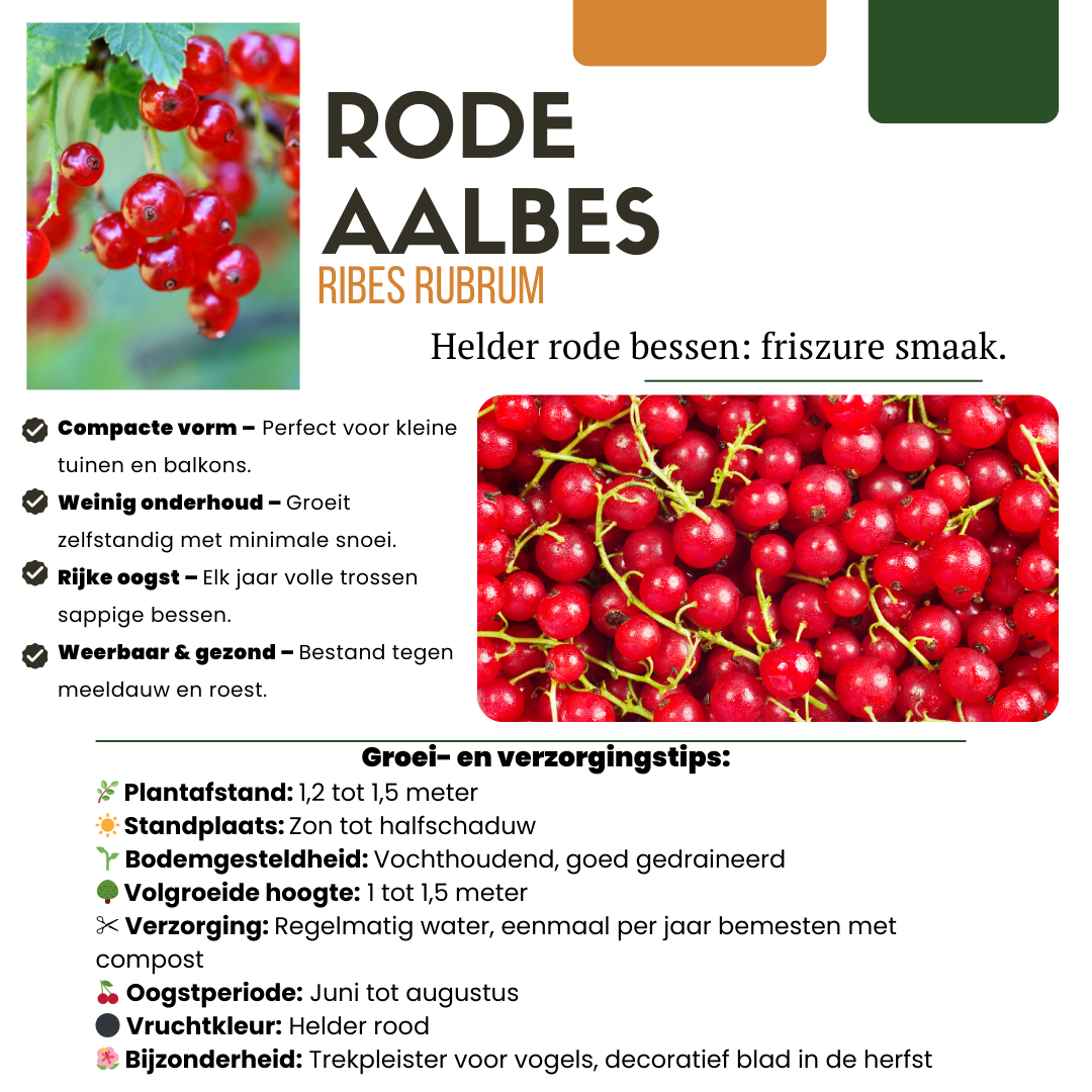 Biologische Fruitplanten (4 stuks)