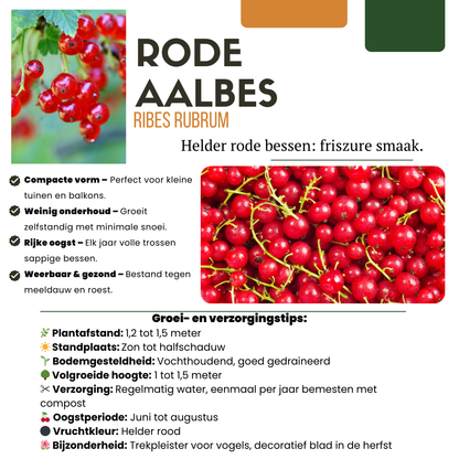 Biologische Fruitplanten (4 stuks)