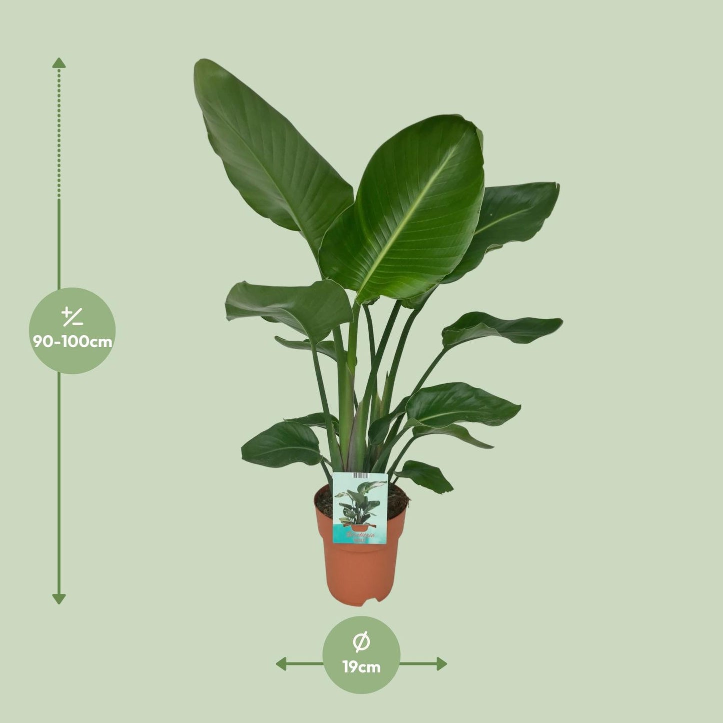 Strelitzia Nicolai - 90 cm