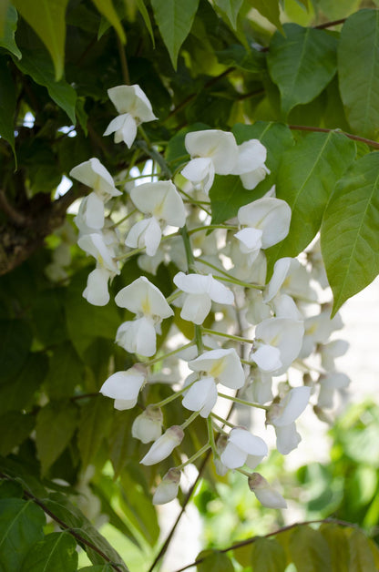 Wisteria floribunda Wit (2 stuks)