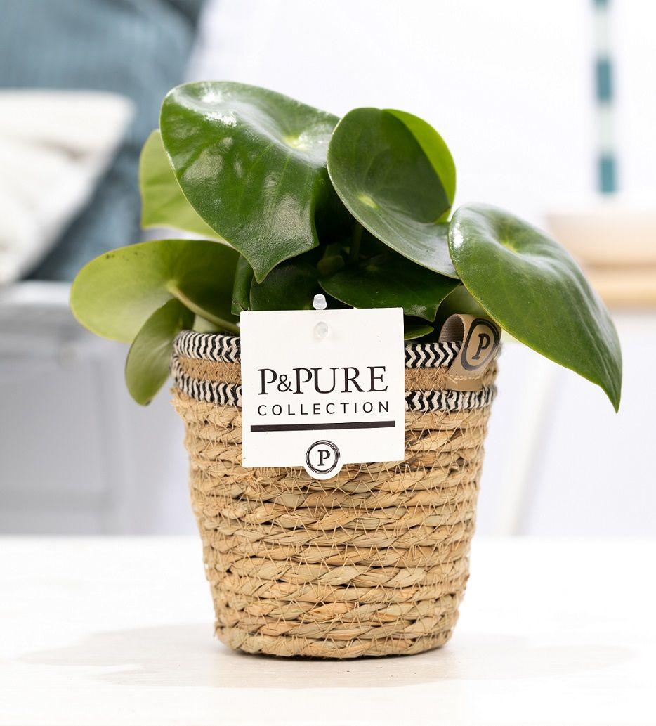 Combi deal - Peperomia in basket + Hart Deluxe foam