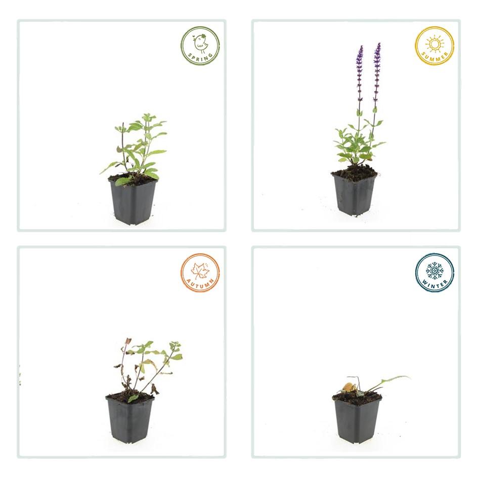 Salvia (Caradonna)
