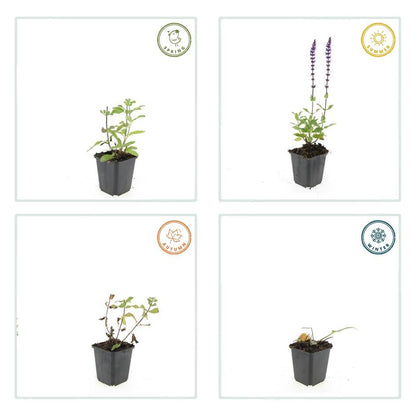 Salvia (Caradonna)