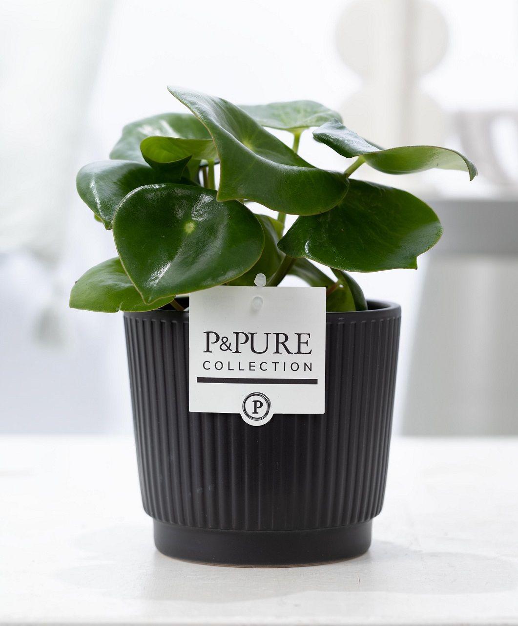 Combi deal - Peperomia in pot + Beer Deluxe foam