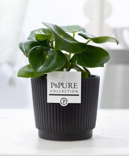 Combi deal - Peperomia in pot + Beer Deluxe foam