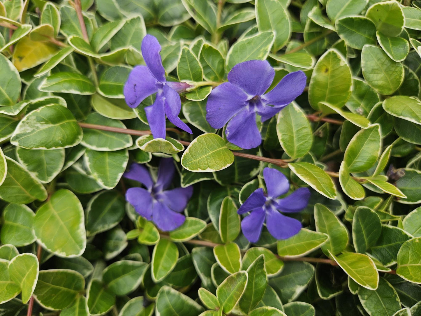 Vinca minor Ralph Shugert