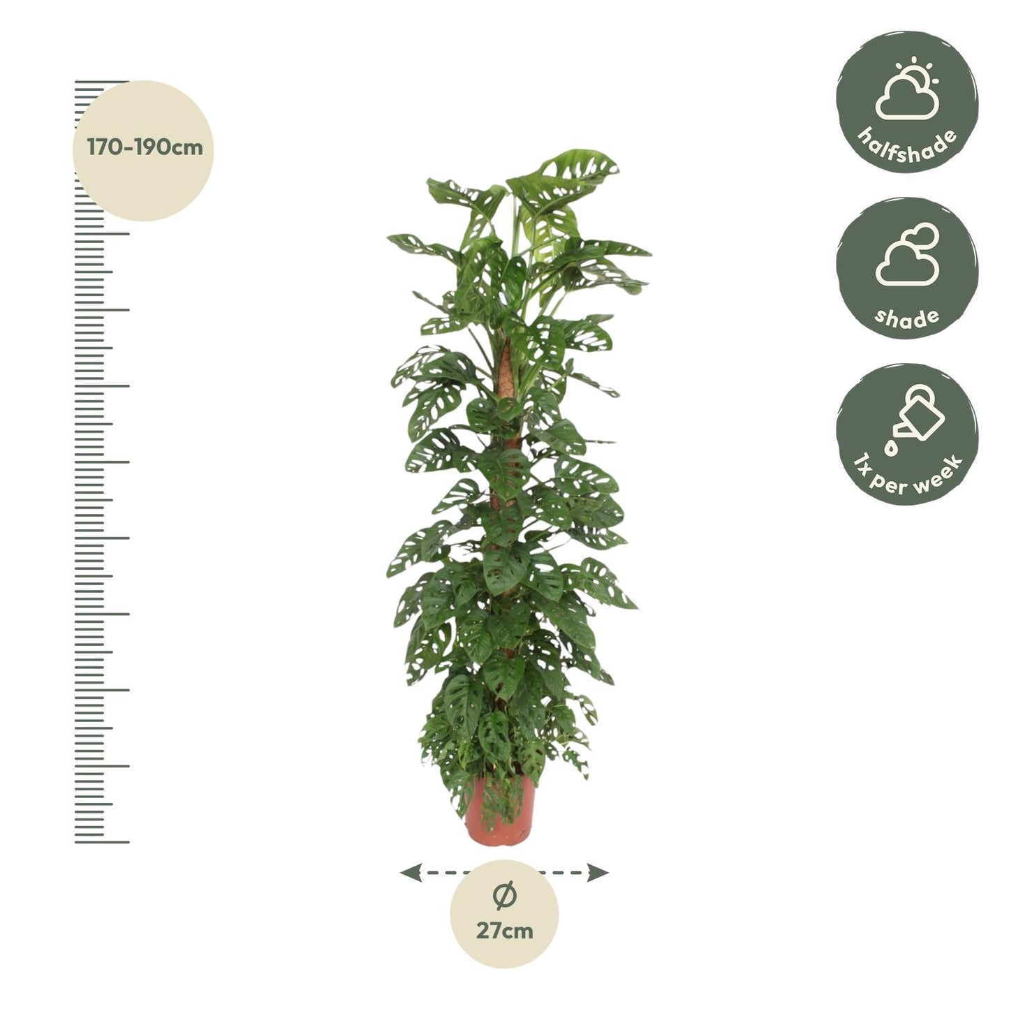 Monstera monkey leaf klimplant - 170 cm