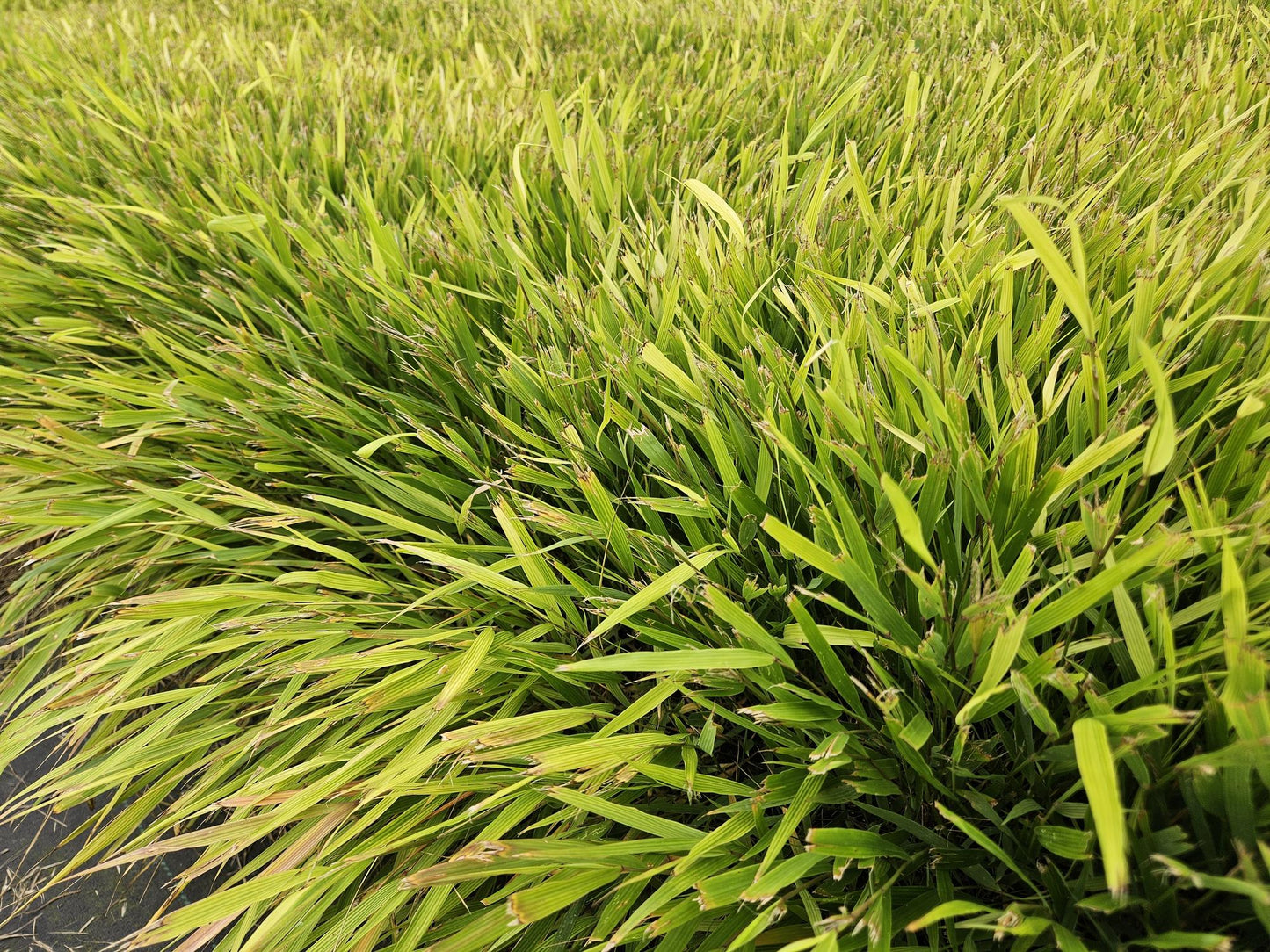 Japanse berggras