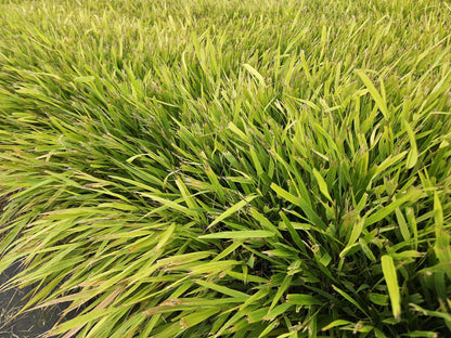 Japanse berggras