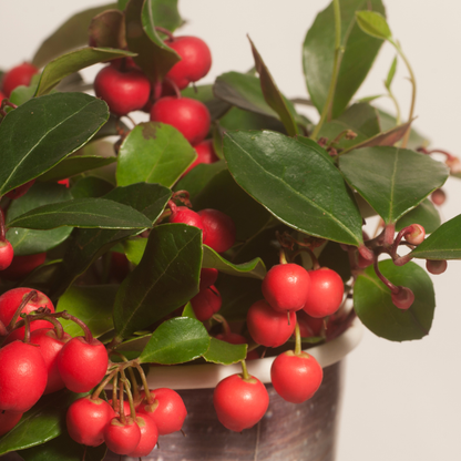 Big berry (6 stuks)