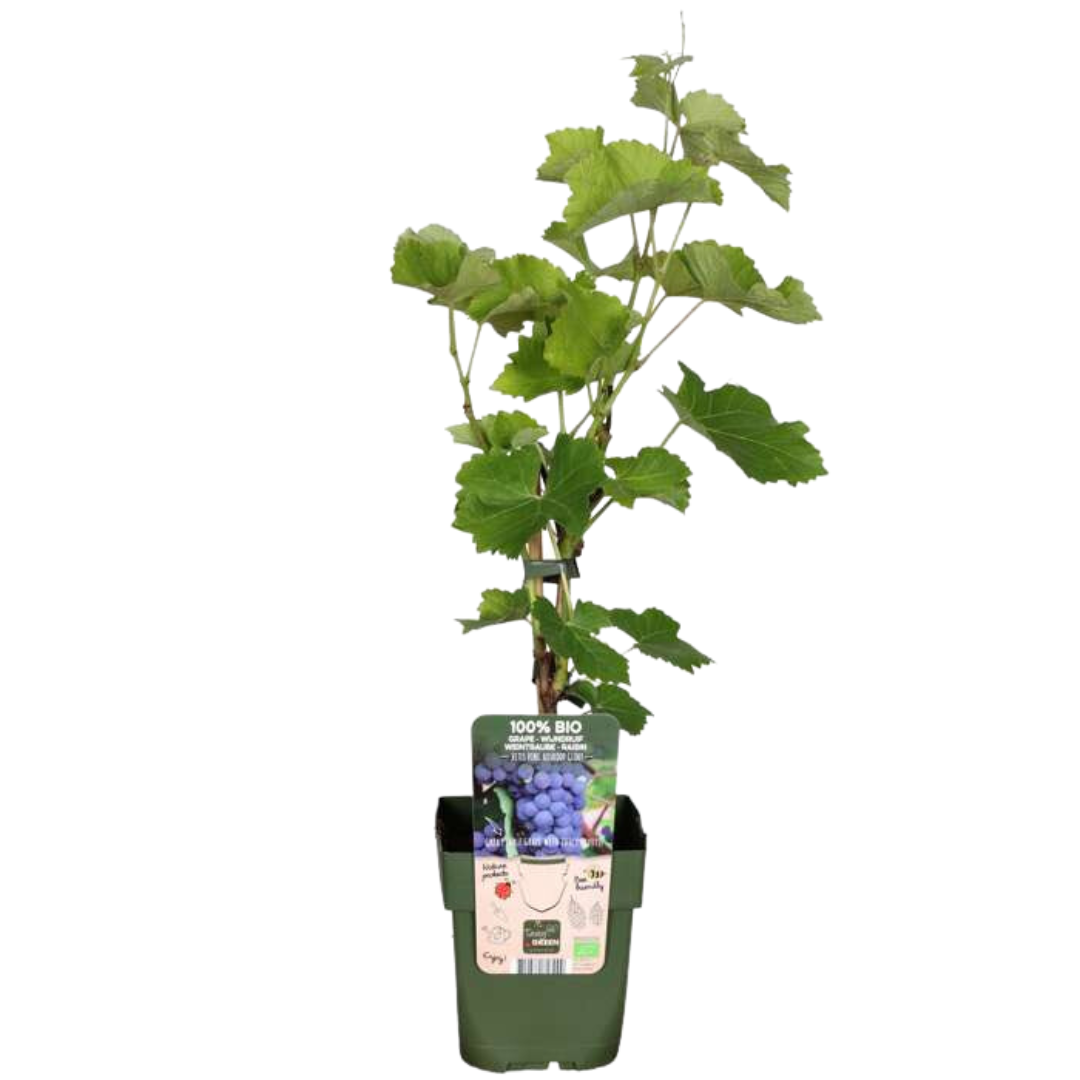 Biologische Blauwe Druivenplanten