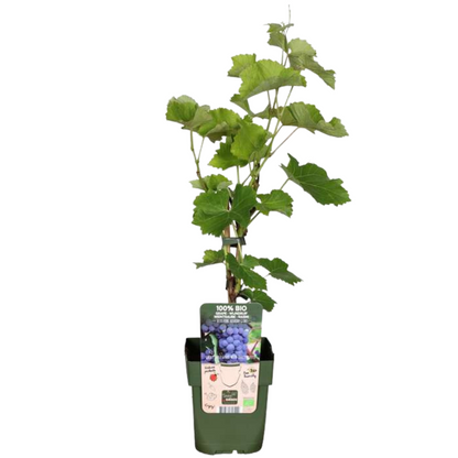 Biologische Blauwe Druivenplanten