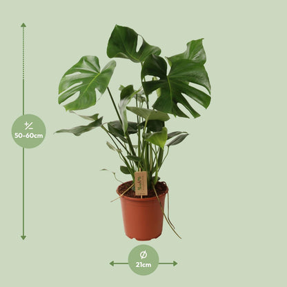 Monstera Deliciosa - 60 cm