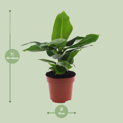 Bananenplant - 25 cm