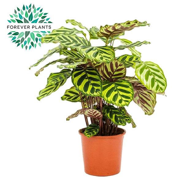 Calathea Makoyana - 55 cm
