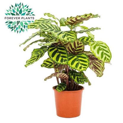 Calathea Makoyana - 55 cm